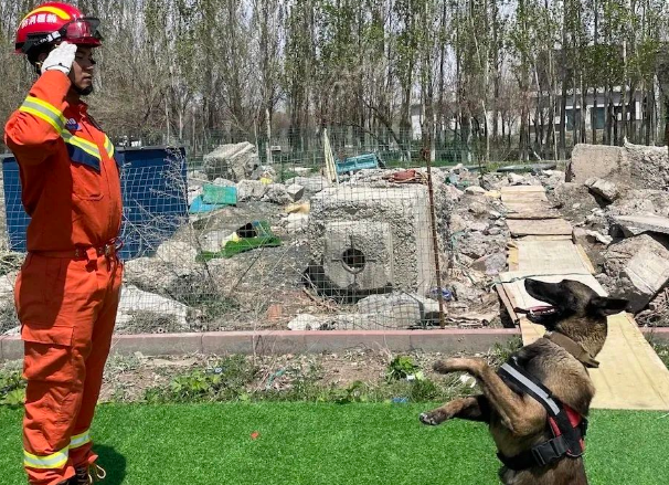 新疆消防救援总队全国第七届消防搜救犬比武备战侧记