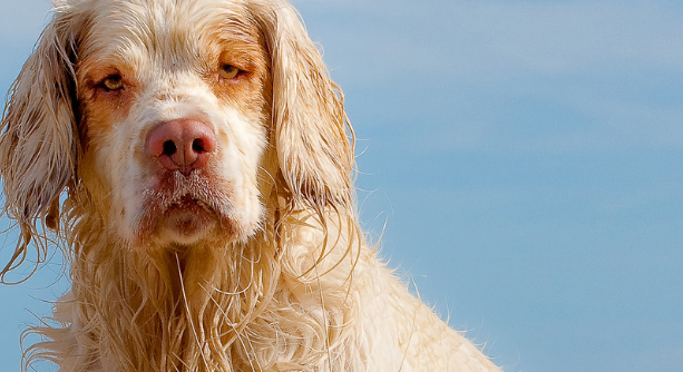 克伦伯猎鹬犬好养吗?幼犬饲养方法