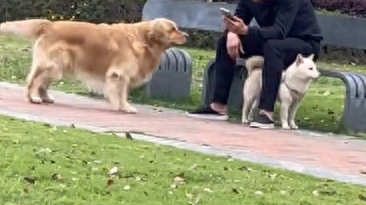 金毛向柴犬“告白”,却被对方家长大叔拒绝了 金毛向柴犬“告白”,却被对方家长大叔拒绝了