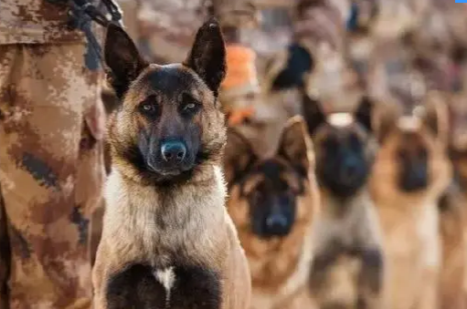 身怀绝技的军犬背后,有一群这样的兵…… 身怀绝技的军犬背后,有一群这样的兵……