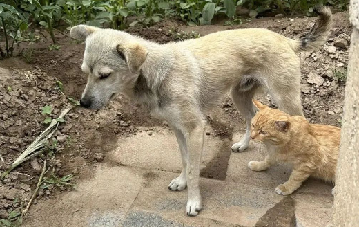 流浪猫总揍自家猫，主人气不过将它丢到隔壁市，结果…