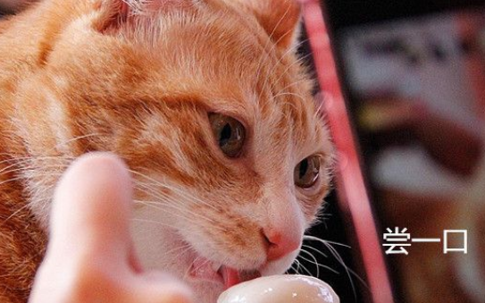 小伙上街买花灯,看见一只沾元宵节喜庆的橘猫,表情让人不淡定了 小伙上街买花灯,看见一只沾元宵节喜庆的橘猫,表情让人不淡定了