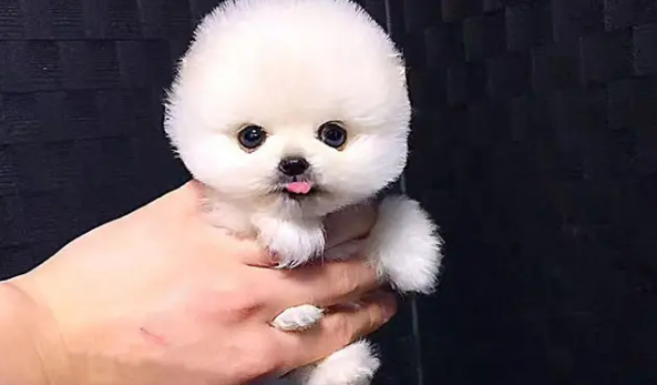 俊介茶杯犬的价格