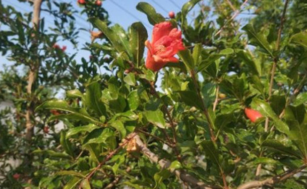 石榴不开花的原因 石榴不开花的原因