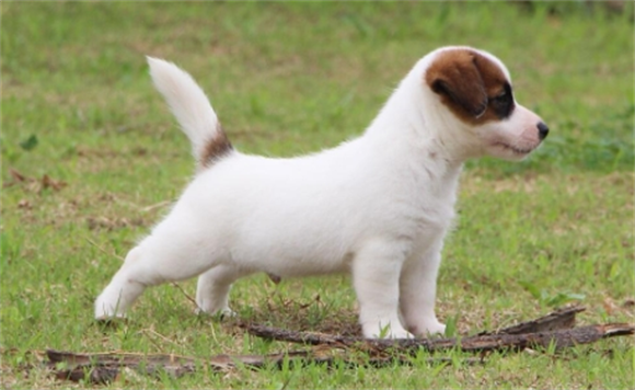 国内有名杰克罗素梗犬舍 国内有名杰克罗素梗犬舍