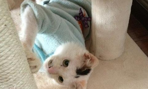 流浪猫街头痴等主人，皮肤化脓发臭无人敢接近，被救后猫生逆袭