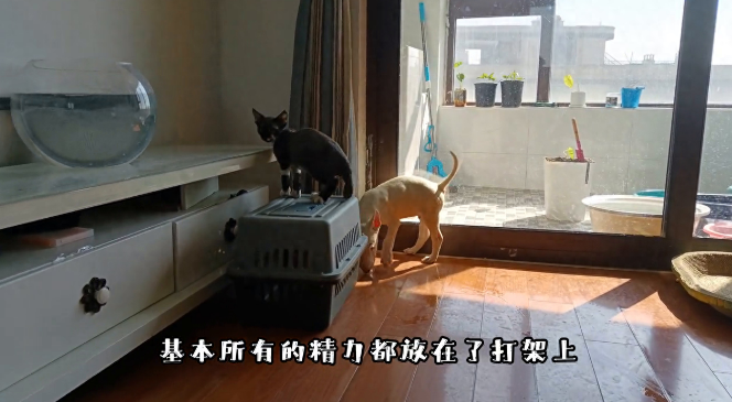 被感动啦！狗子行为荒诞怪异，它是在干什么？