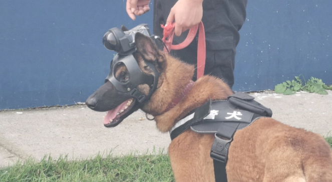 警察的好助手！英勇忠心的警犬是如何训练出来的？