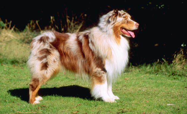 澳洲牧羊犬价格多少钱一只 澳洲牧羊犬价格多少钱一只