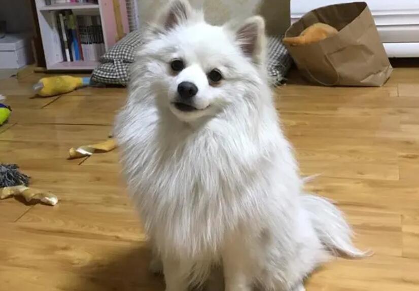 博美为什么要和银狐串