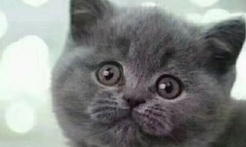 铲屎官怀孕了想把蓝猫送人，蓝猫不禁落泪，铲屎官心软了