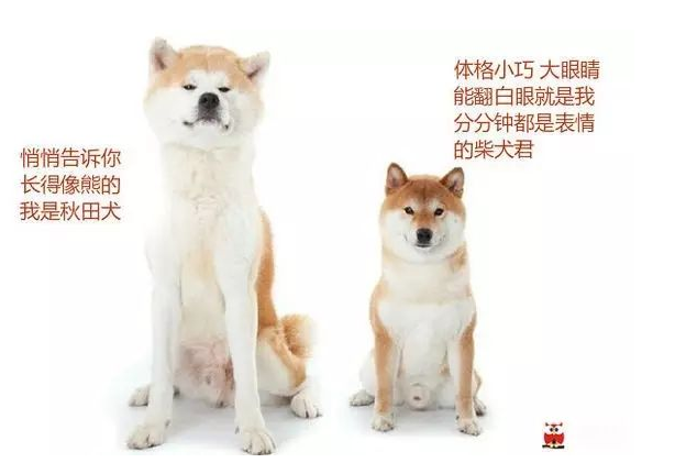 秋田犬成中国富豪新宠?61万一只的它可不是你脑中那条单身狗 秋田犬成中国富豪新宠?61万一只的它可不是你脑中那条单身狗