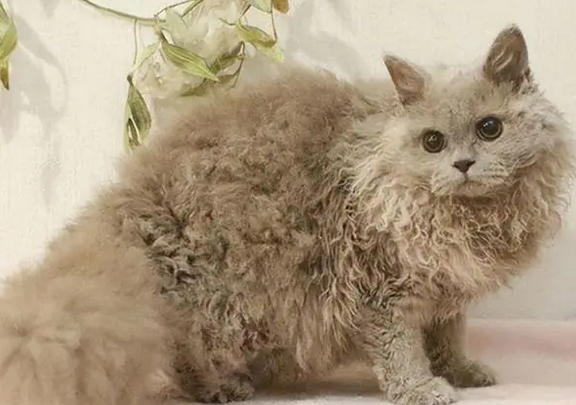 斯可可猫，卷毛猫的一种