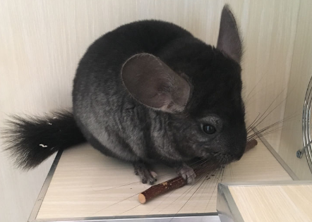 纯黑龙猫分辨?龙猫深黑和纯黑的区别 纯黑龙猫分辨?龙猫深黑和纯黑的区别