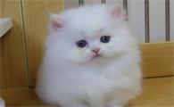 米努特是什么品种的猫