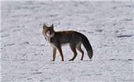 野灰色狐狸