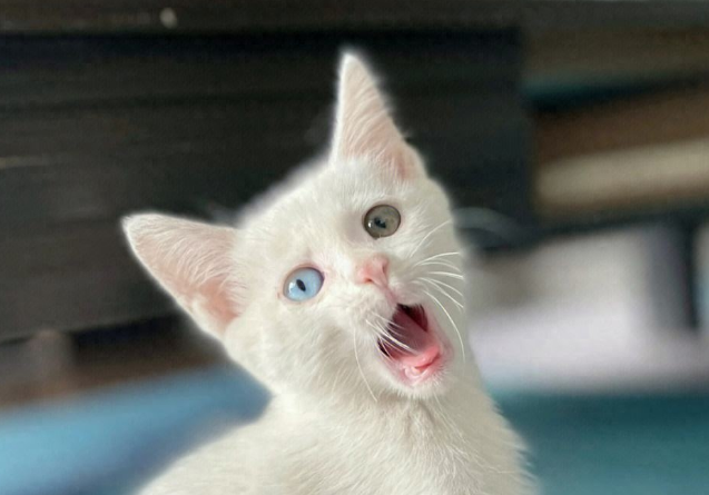 猫咪为什么“听不懂”名字？其实有这些原因