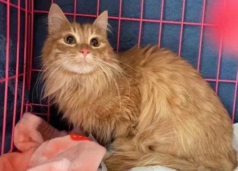 长毛小橘猫图片