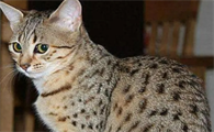 埃及猫好养吗