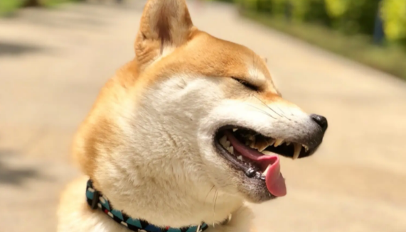 养柴犬的禁忌
