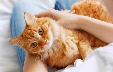 养猫有害孩子精神健康?事情并非如此 养猫有害孩子精神健康?事情并非如此