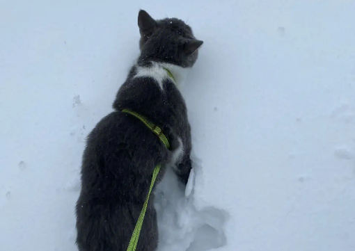 东北猫为什么不能买?东北的猫是不是很便宜? 东北猫为什么不能买?东北的猫是不是很便宜?