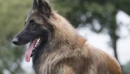 比利时特伏丹犬的养护常识 注意梳理被毛 比利时特伏丹犬的养护常识 注意梳理被毛