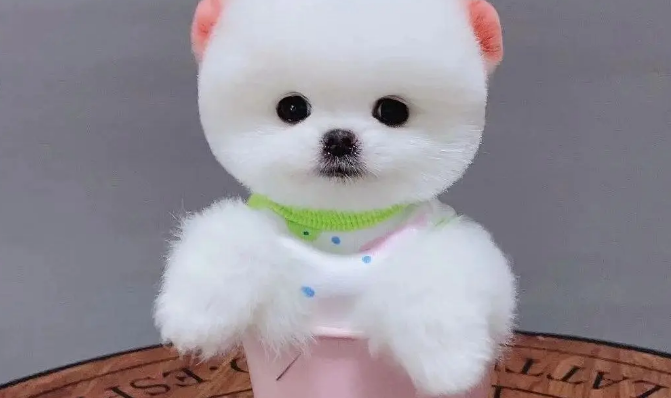 茶杯犬一个多少钱