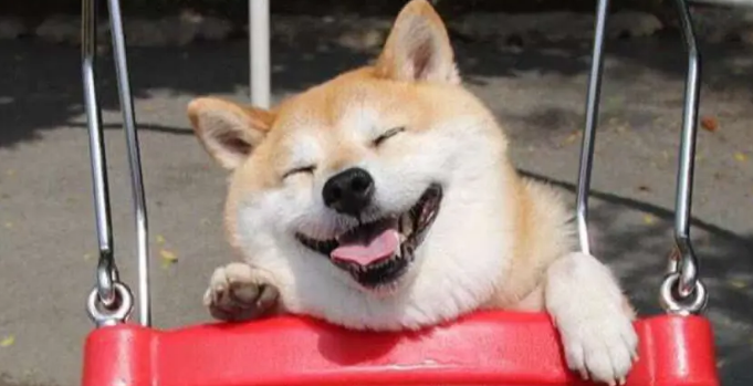 柴犬几个月开始爆脸 柴犬几个月开始爆脸