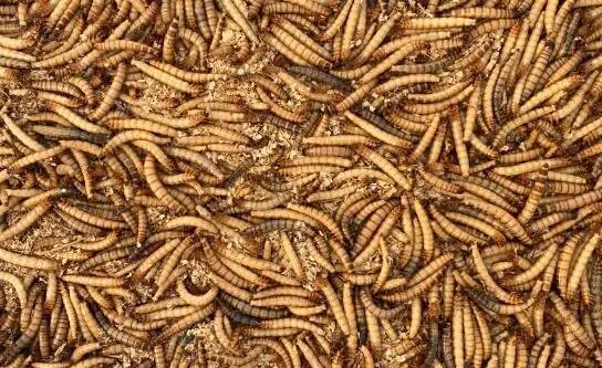 黄粉虫和蛋白虫是一个品种吗