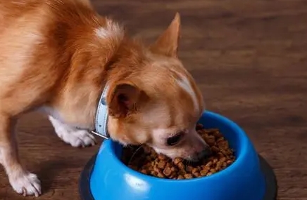 吉娃娃喂食标准 吉娃娃喂食标准