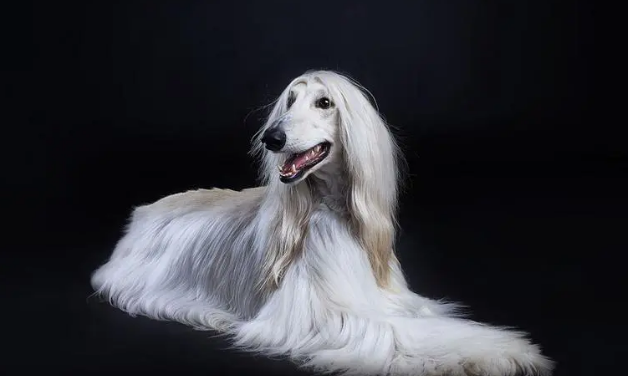 阿富汗犬多少钱一只啊 阿富汗犬多少钱一只啊