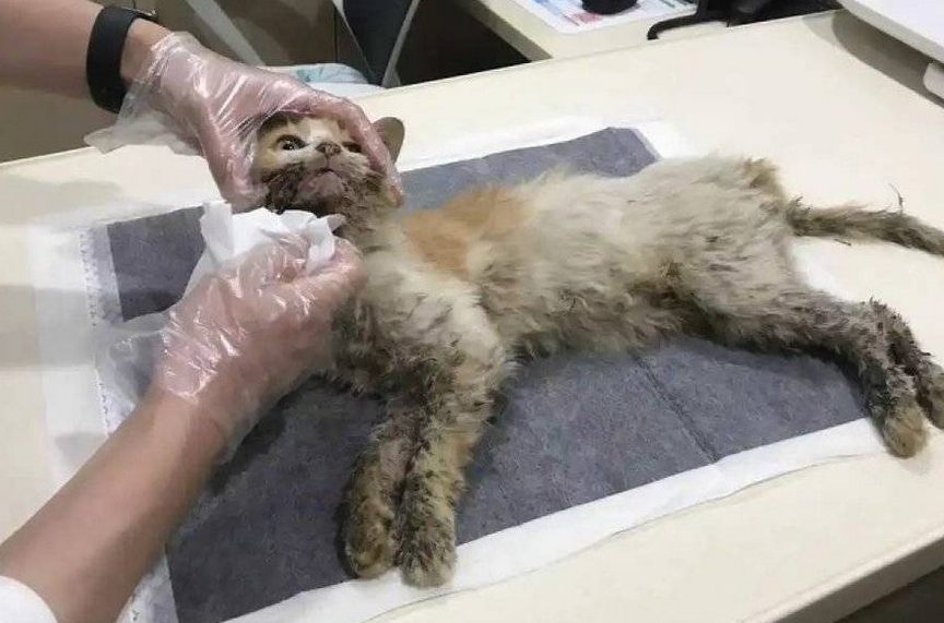 弃养、治疗、克隆，如何面对宠物的生老病死？