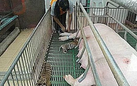 虎妈妈去世，饲养员给小老虎找了个新妈妈，果然有奶就是娘