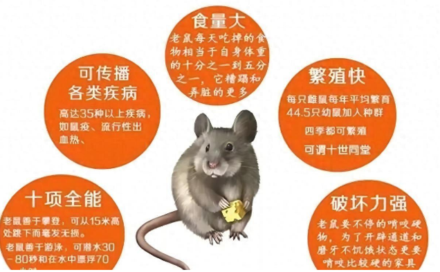 老鼠变得越来越少了？老鼠真的“隐退”了吗？