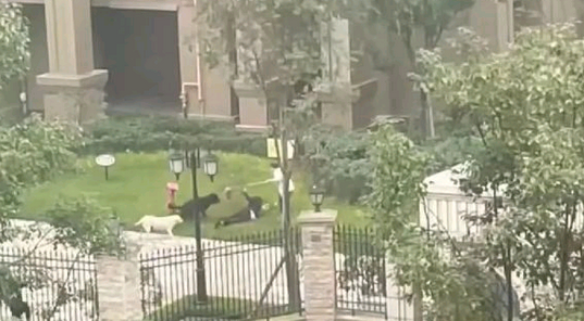 成都恶犬撕咬女童事件狗主人将如何担责？