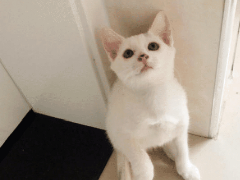猫咪听觉敏锐，家里放音乐猫咪会感觉如何？专家：别放这种就行！