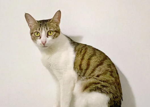 四川简州猫的耳朵,跟普通猫的有什么不同? 四川简州猫的耳朵,跟普通猫的有什么不同?