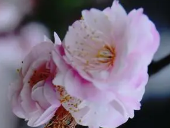 什么样的梅花好 什么样的梅花好