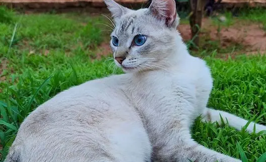 波米拉猫抑郁症有什么症状 抑郁症症状介绍