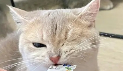 大脸猫猫条安全吗 大脸猫猫条安全吗