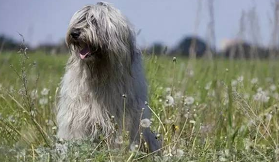 爱道格每日一犬---俄罗斯南部牧羊犬 爱道格每日一犬---俄罗斯南部牧羊犬