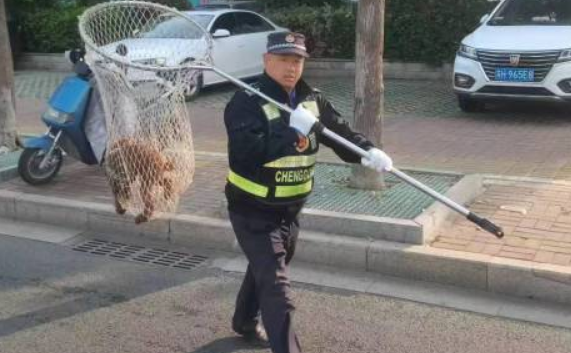 淮安市城管局持续开展不文明养犬专项整治行动