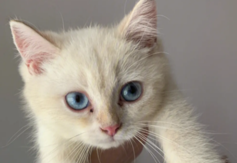 金点分几个色号,金点猫哪个色号最好? 金点分几个色号,金点猫哪个色号最好?