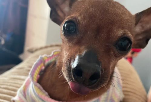小鹿犬被盗,追监控找回 小鹿犬被盗,追监控找回