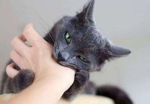 被流浪猫抓伤后，小伙用嘴清理伤口，不料悲剧了……