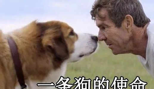 双腿截肢的狗狗成为“老师”，它还教会了其它残疾狗走路，好励志