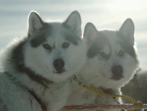 因纽特犬是什么样的(因纽特犬雪橇犬介绍) 因纽特犬是什么样的(因纽特犬雪橇犬介绍)