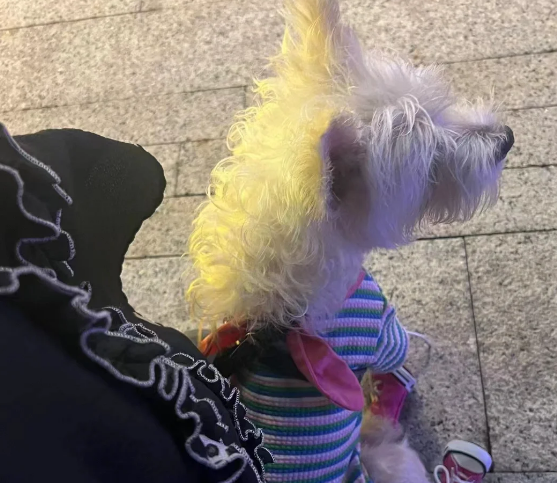 五年宠物店员，讲点养狗冷知识
