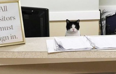 流浪猫闲晃进了一间疗养院，结果它的反收编实力超狂！